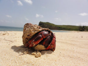 Read more about the article Hermit Crab SEO: a Google Maps Ranking Tactic That Should Not Work