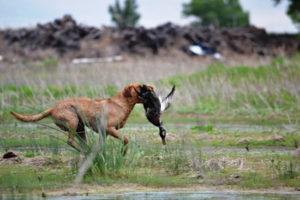 Read more about the article How to Make a “Service Areas” Page That Hunts