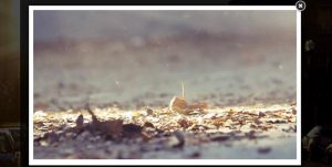 Read more about the article 15 Best WordPress Audio Player and Video Player Plugins