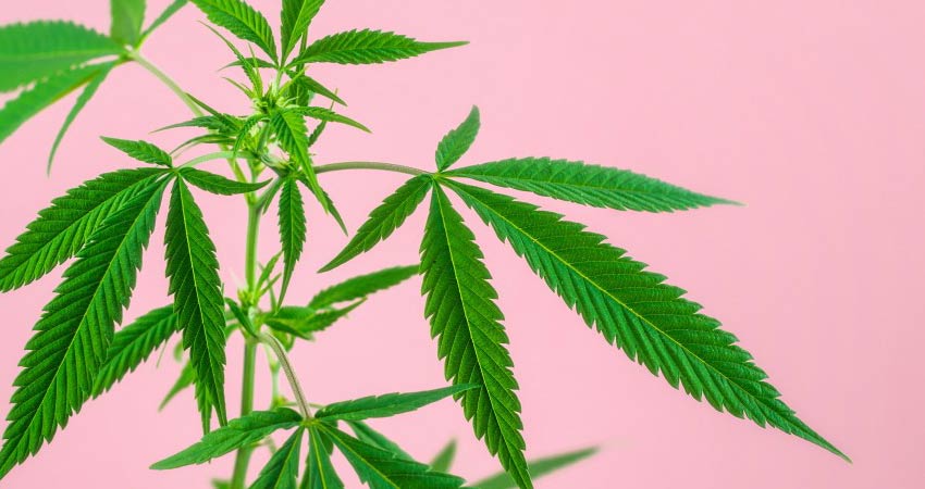 You are currently viewing 10 Best Medical Marijuana and Cannabis WordPress Themes